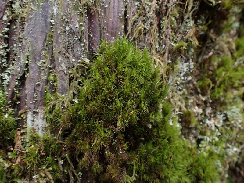 Dicranum fuscescens, photographed by Randal