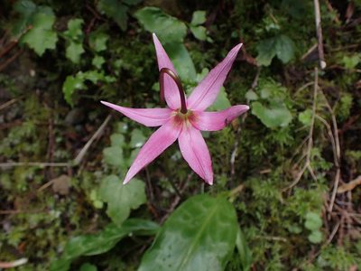 Erythronium revolutum, photographed by Randal