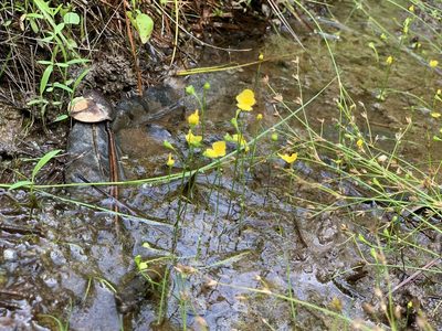 Utricularia gibba, photographed by Laura Clark