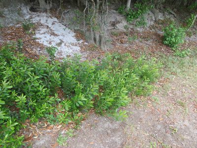 Myrica cerifera, photographed by Nonbinary-Naturalist