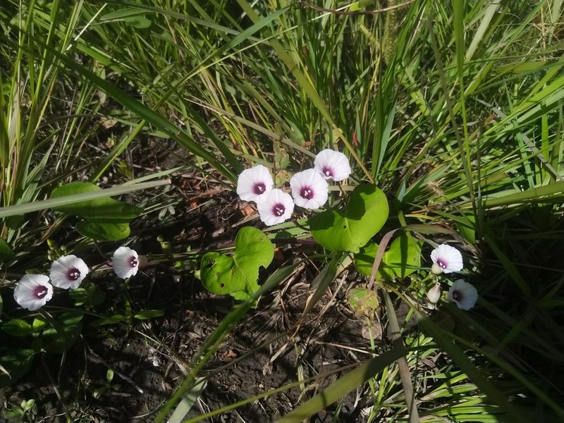 Ipomoea amnicola, photographed by Patricio Cowper Coles