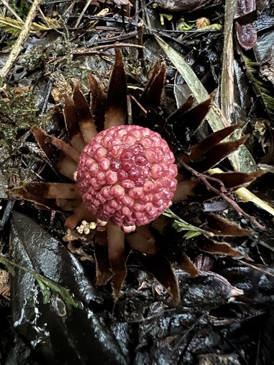 Langsdorffia hypogaea, photographed by Nicolás Baresch Uribe