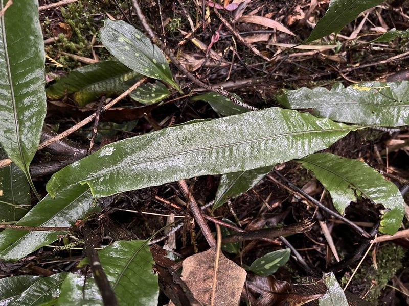 Serpocaulon levigatum, photographed by Nicolás Baresch Uribe