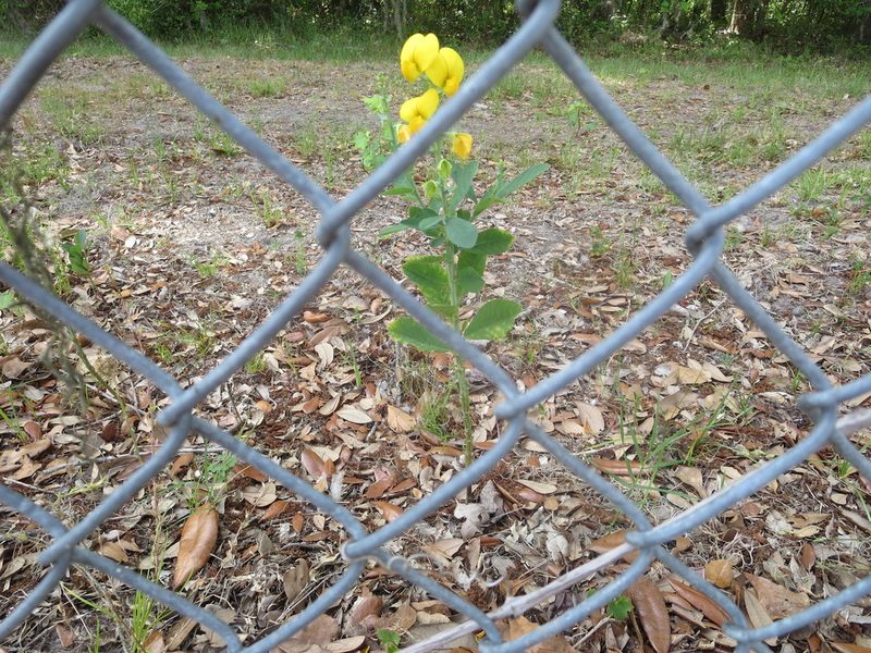 Crotalaria spectabilis, photographed by Nonbinary-Naturalist