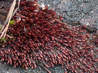 Imbribryum miniatum, photographed by Randal