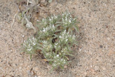 Greeneocharis circumscissa, photographed by Steve Matson