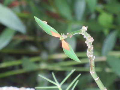 Euphorbia heterophylla, photographed by Nonbinary-Naturalist