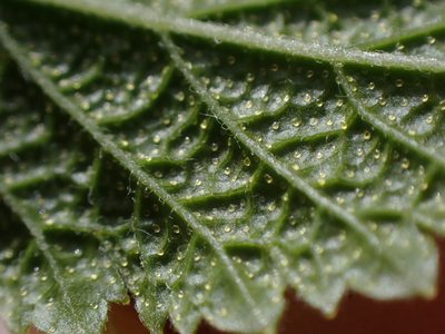 Ribes bracteosum, photographed by Randal