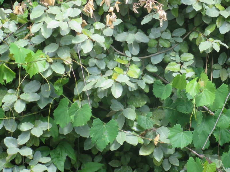 Elaeagnus pungens, photographed by Nonbinary-Naturalist
