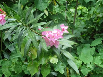 Nerium oleander, photographed by Nonbinary-Naturalist