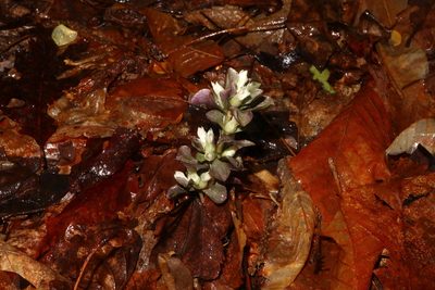 Obolaria virginica, photographed by Jeff Clark
