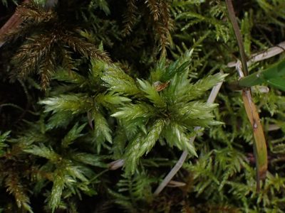 Climacium dendroides, photographed by Randal