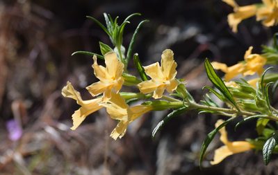 Diplacus longiflorus, photographed by velodrome