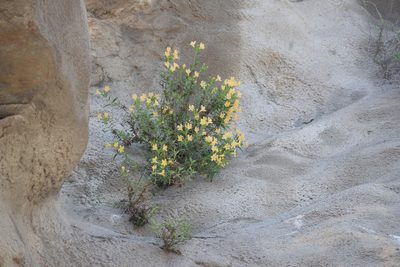 Diplacus longiflorus, photographed by velodrome