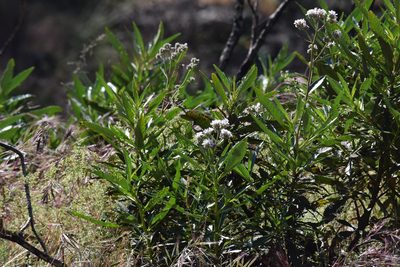 Eriodictyon trichocalyx, photographed by velodrome