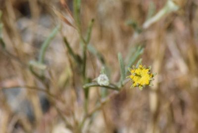 Chaenactis glabriuscula, photographed by velodrome