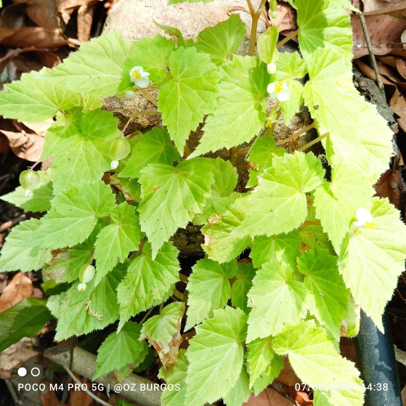 Begonia wallichiana, photographed by Ulises Emmanuel Martínez Burgos