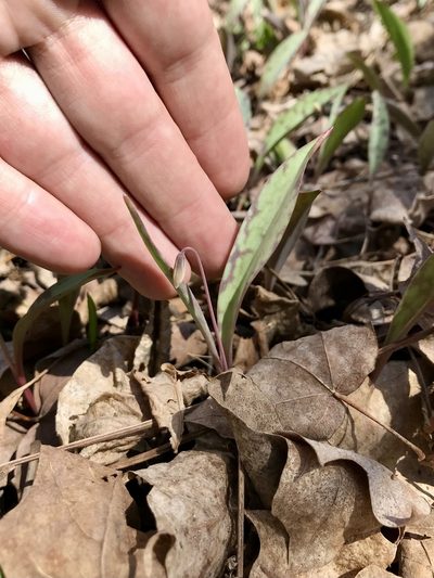 Erythronium propullans, photographed by Rose Zappa