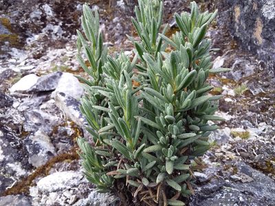 Senecio rufescens, photographed by Humber Alberto