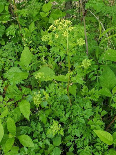 Thaspium chapmanii, photographed by Craig Martin