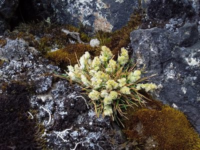 Poa lepidula, photographed by Humber Alberto