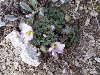 Nototriche obcuneata, photographed by Humber Alberto