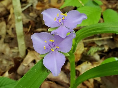 Tradescantia virginiana, photographed by Craig Martin