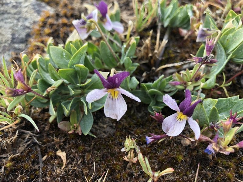 Viola trinervata, photographed by James H. Thomas