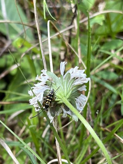 Marshallia obovata, photographed by Timothy Gerla