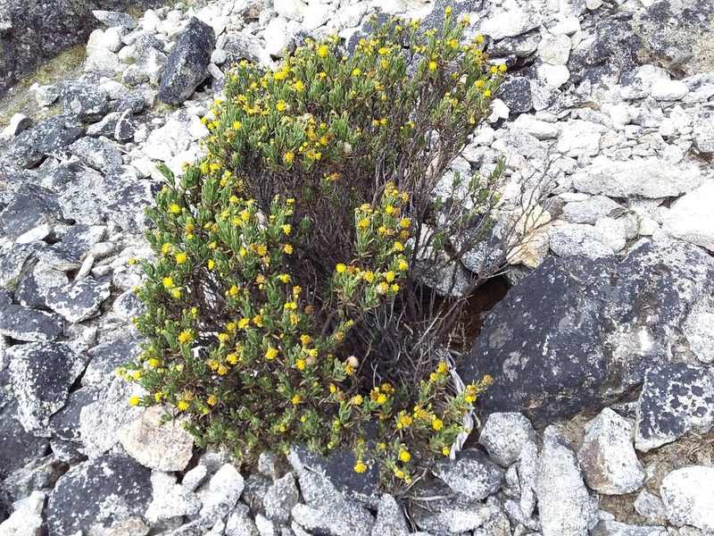 Senecio rufescens, photographed by Humber Alberto