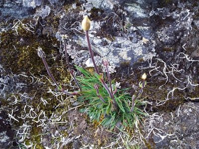 Silene mandonii, photographed by Humber Alberto