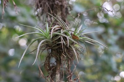 Tillandsia aeranthos, photographed by Florencia Grattarola