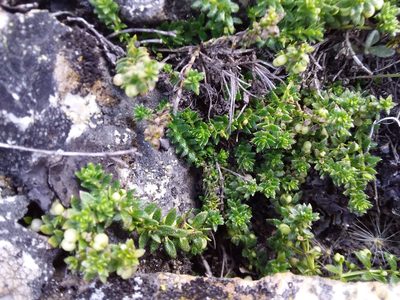 Trichogalium corymbosum, photographed by Humber Alberto