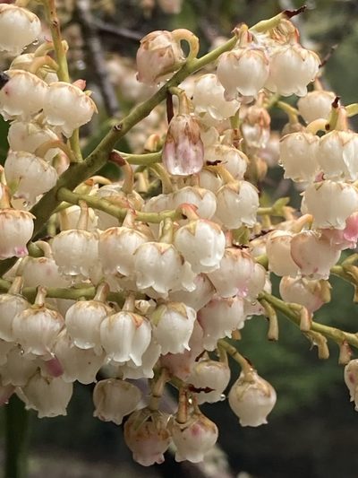 Pieris formosa, photographed by John Kenrick Gibson