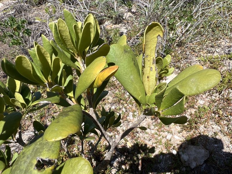 Jacquinia arborea, photographed by Alan Weakley