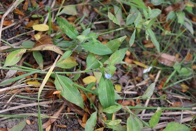 Commelina erecta, photographed by Florencia Grattarola