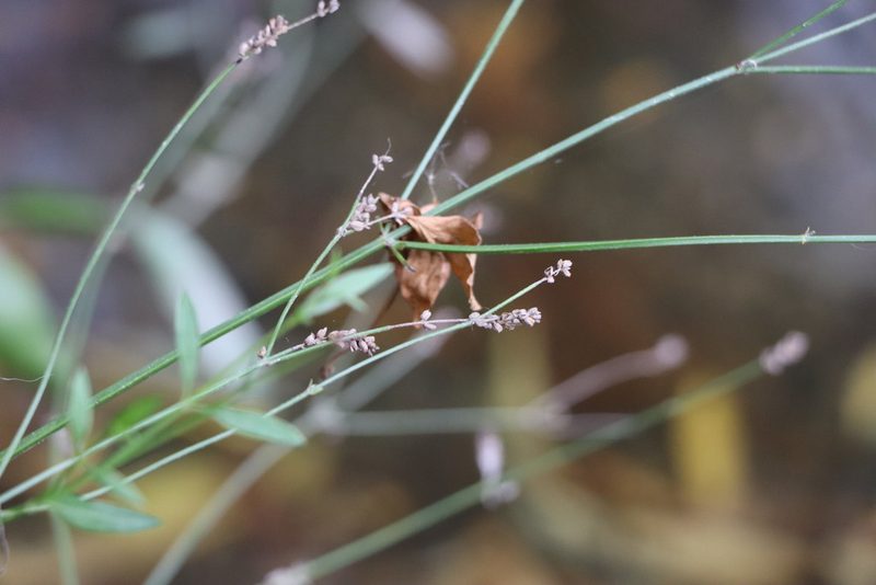 Verbena montevidensis, photographed by Florencia Grattarola