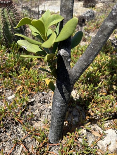 Jacquinia arborea, photographed by Alan Weakley
