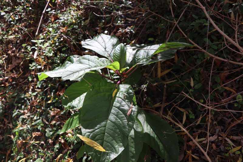 Phytolacca dioica, photographed by Florencia Grattarola