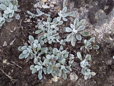 Senecio candollei, photographed by Humber Alberto