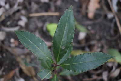 Laurus nobilis, photographed by Florencia Grattarola