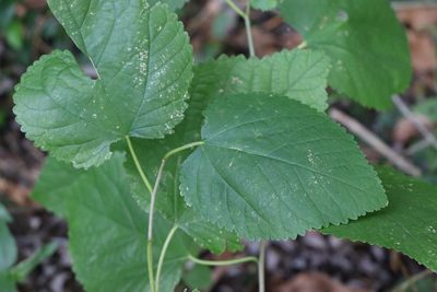 Morus indica, photographed by Florencia Grattarola