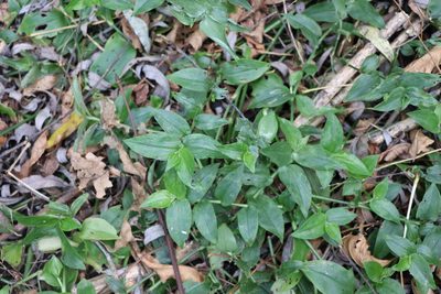 Tradescantia fluminensis, photographed by Florencia Grattarola