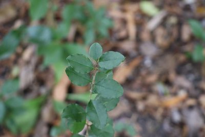 Ligustrum sinense, photographed by Florencia Grattarola