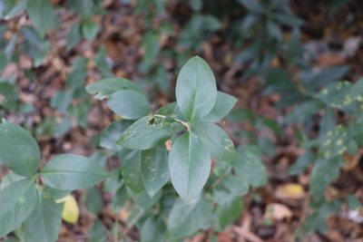 Ligustrum lucidum, photographed by Florencia Grattarola