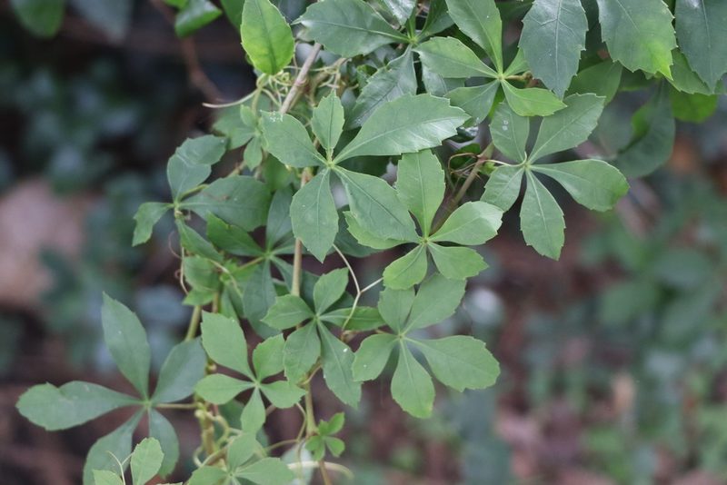 Clematicissus striata, photographed by Florencia Grattarola