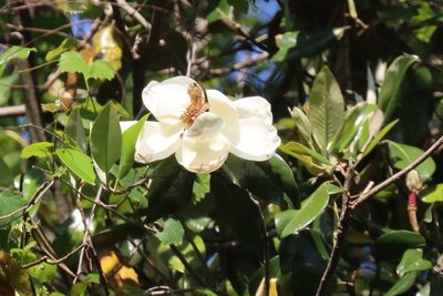 Magnolia grandiflora, photographed by Mike Tilley