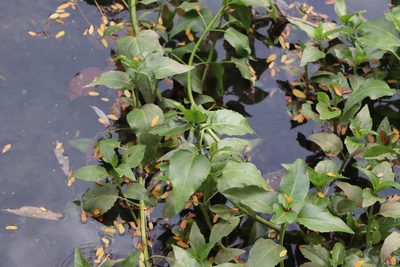 Gymnocoronis spilanthoides, photographed by Florencia Grattarola