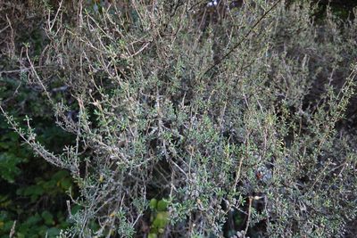 Olearia solandri, photographed by Jon Sullivan