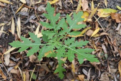 Solanum sisymbriifolium, photographed by Florencia Grattarola